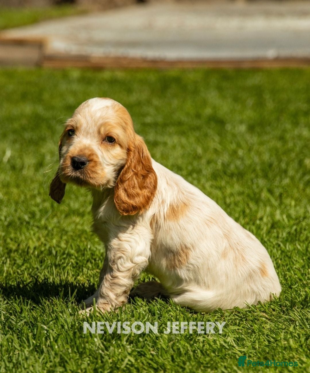 Cocker Spaniel dogs A STUNNING LITTER OF SHOW COCKERS - Advert 1