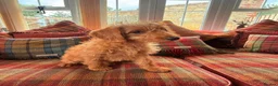 Labradoodle dogs for sale: extensively health clear F1b TOY labradoodle pup🐶 - Advert 3
