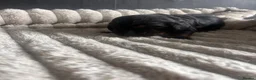 Cocker Spaniel dogs for sale: Beautiful cocker spaniel puppies - Advert 6
