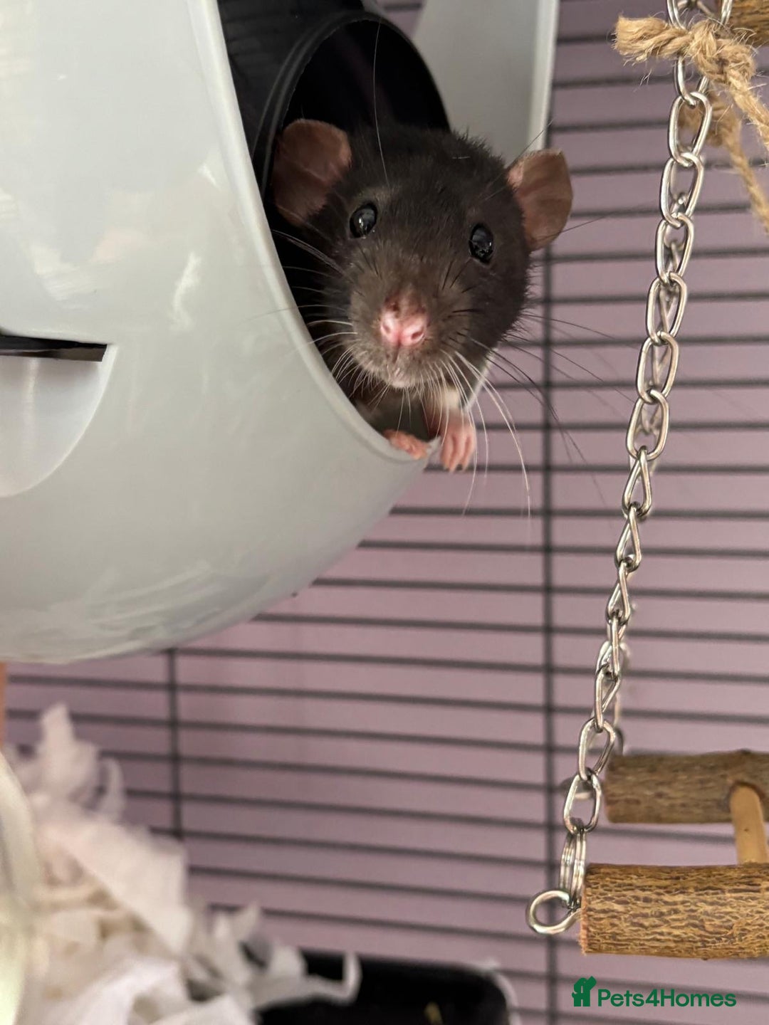 Rat rodents for sale: Dumbo Rats - Advert 3