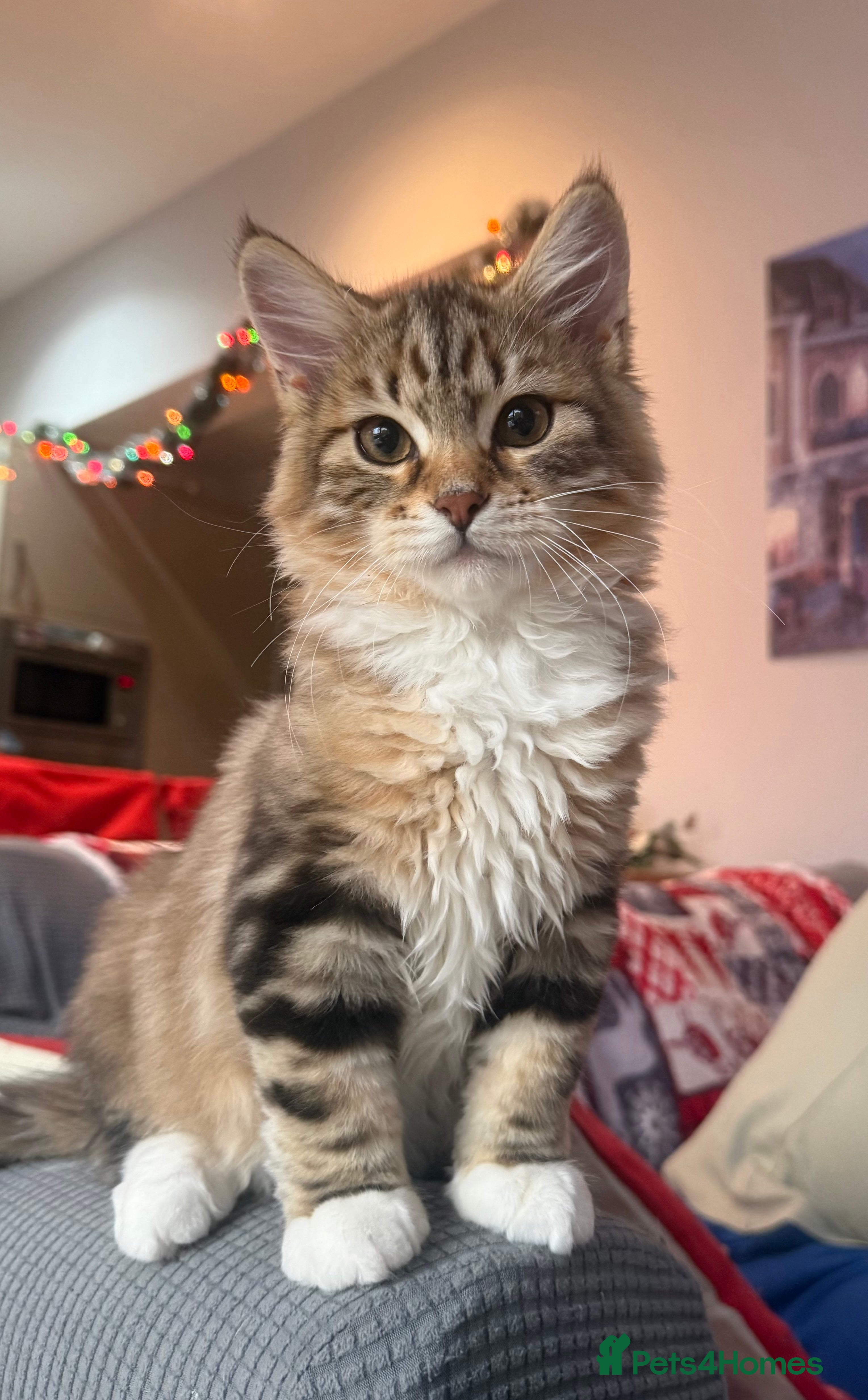 Siberian cats Champion line kitten😻😽🐈 - Advert 2