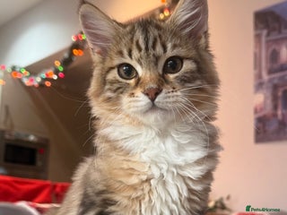 Siberian cats Champion line kitten😻😽🐈 - Advert 5