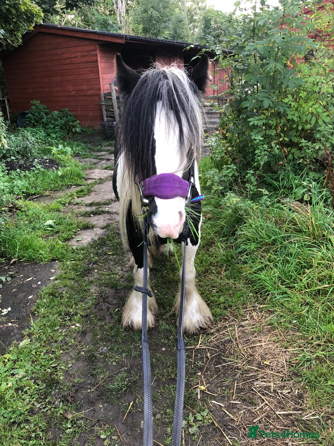 Irish Cob horses for sale: 12hh piebold pony for sale - Advert 7