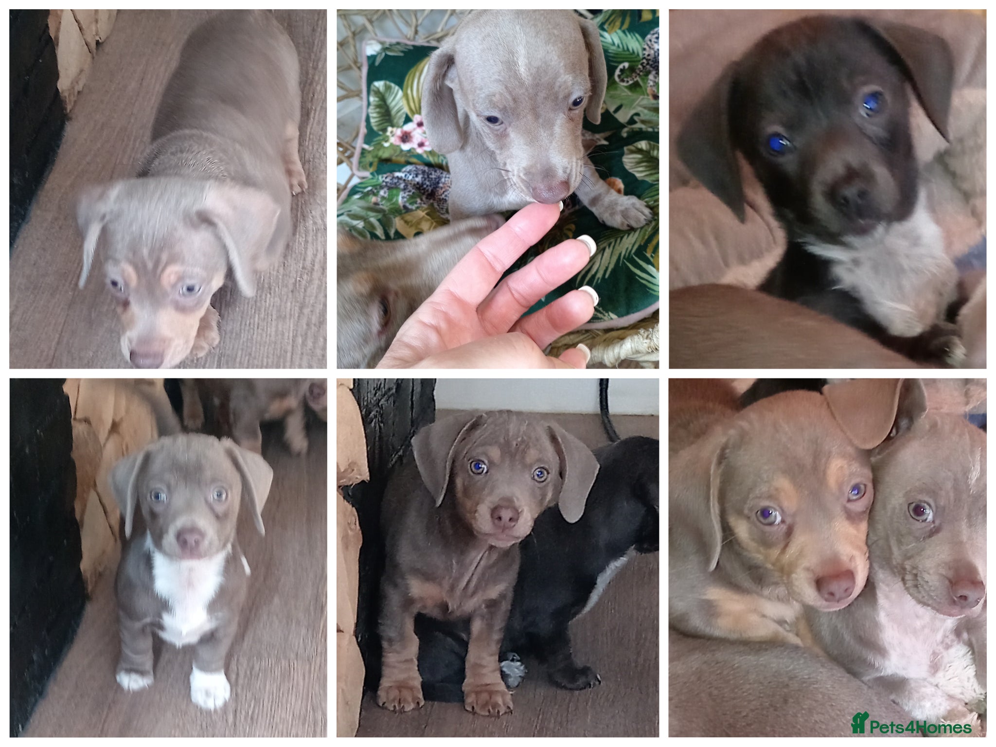 Dachshund dogs Beautiful miniature / fabulous colours  - Advert 1