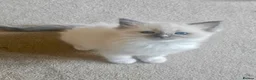 Ragamese cats for sale: READY THIS WEEK! TWO SIAMESE AND ONE RAGDOLL - Advert 5