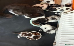 British Longhair cats for sale: Fluffy beautiful kitties  - Image 7