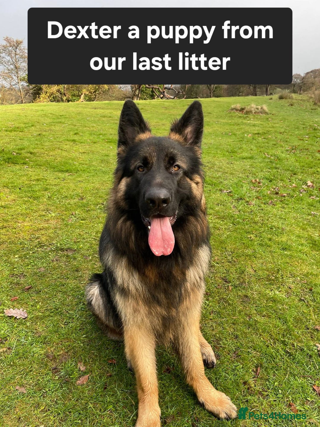 German Shepherd dogs for sale: German shepard puppies for sale - Advert 9