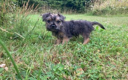Mixed Breed dogs for sale: Border x Yorkshire Terrier puppies - Image 1