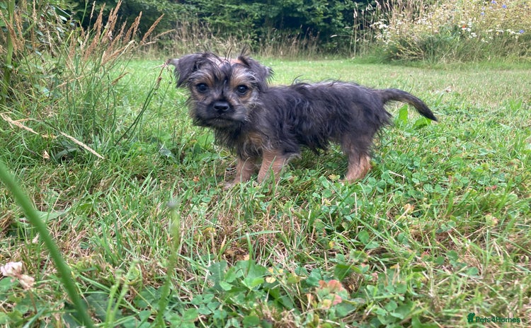 Mixed Breed dogs - Advert 4