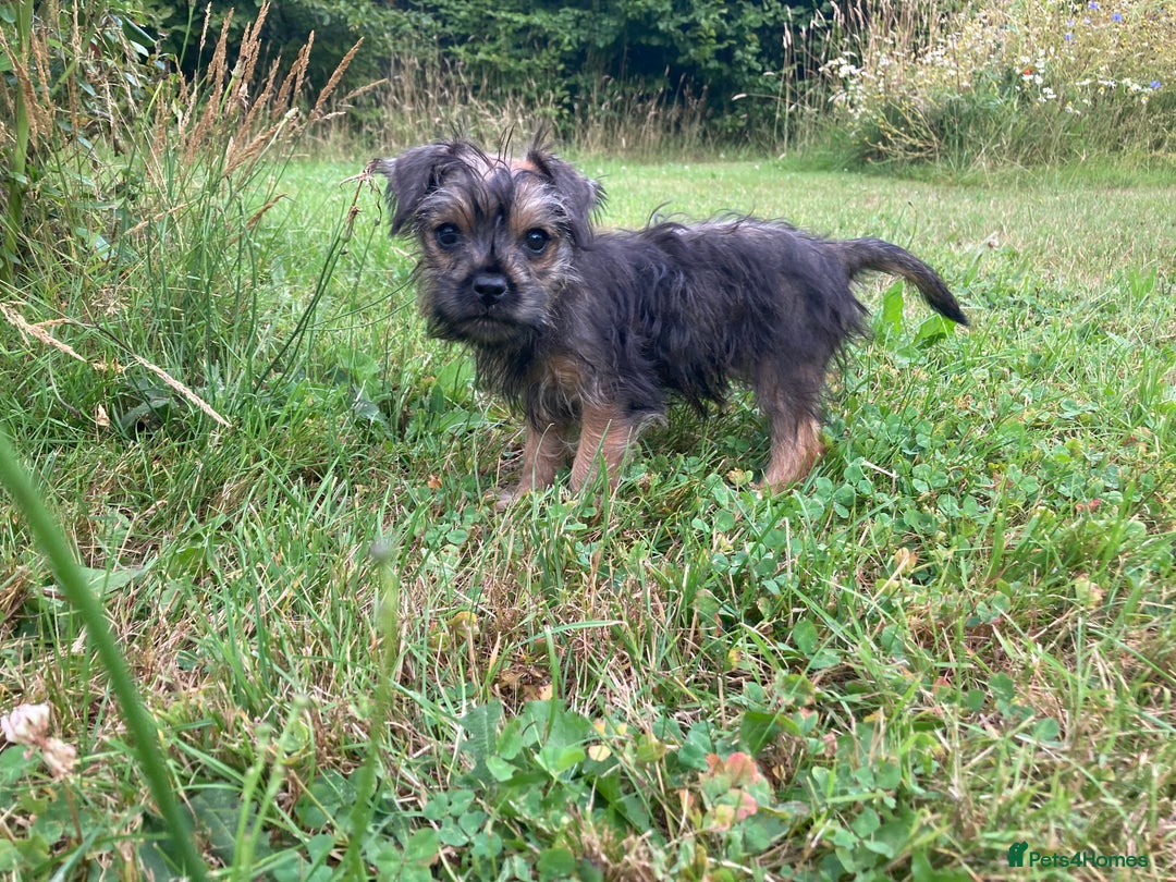 Mixed Breed dogs for sale: Border x Yorkshire Terrier puppies - Image 1