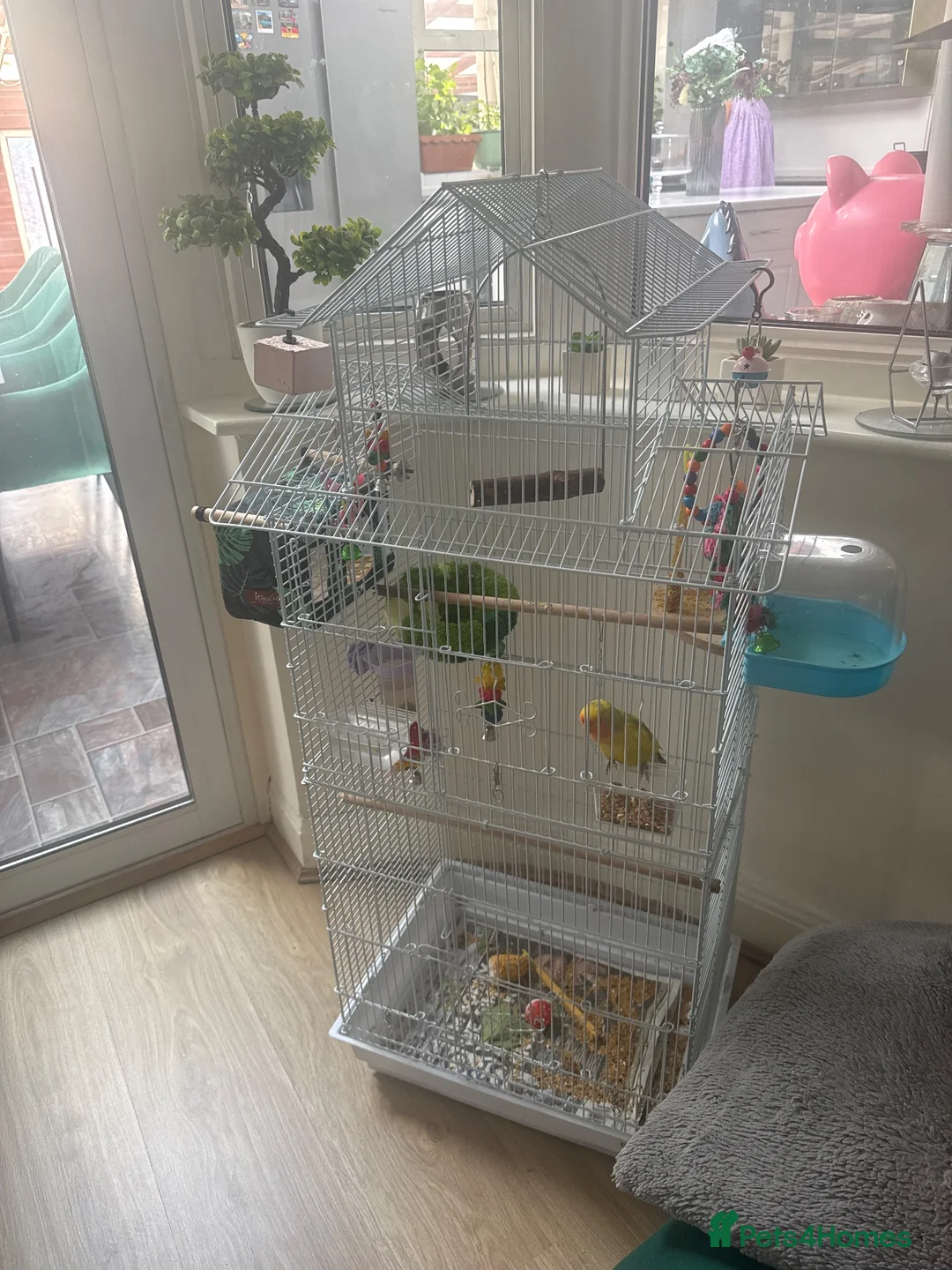 Lovebirds birds for sale: Peach-faced Lovebir in Leicester - Advert 2