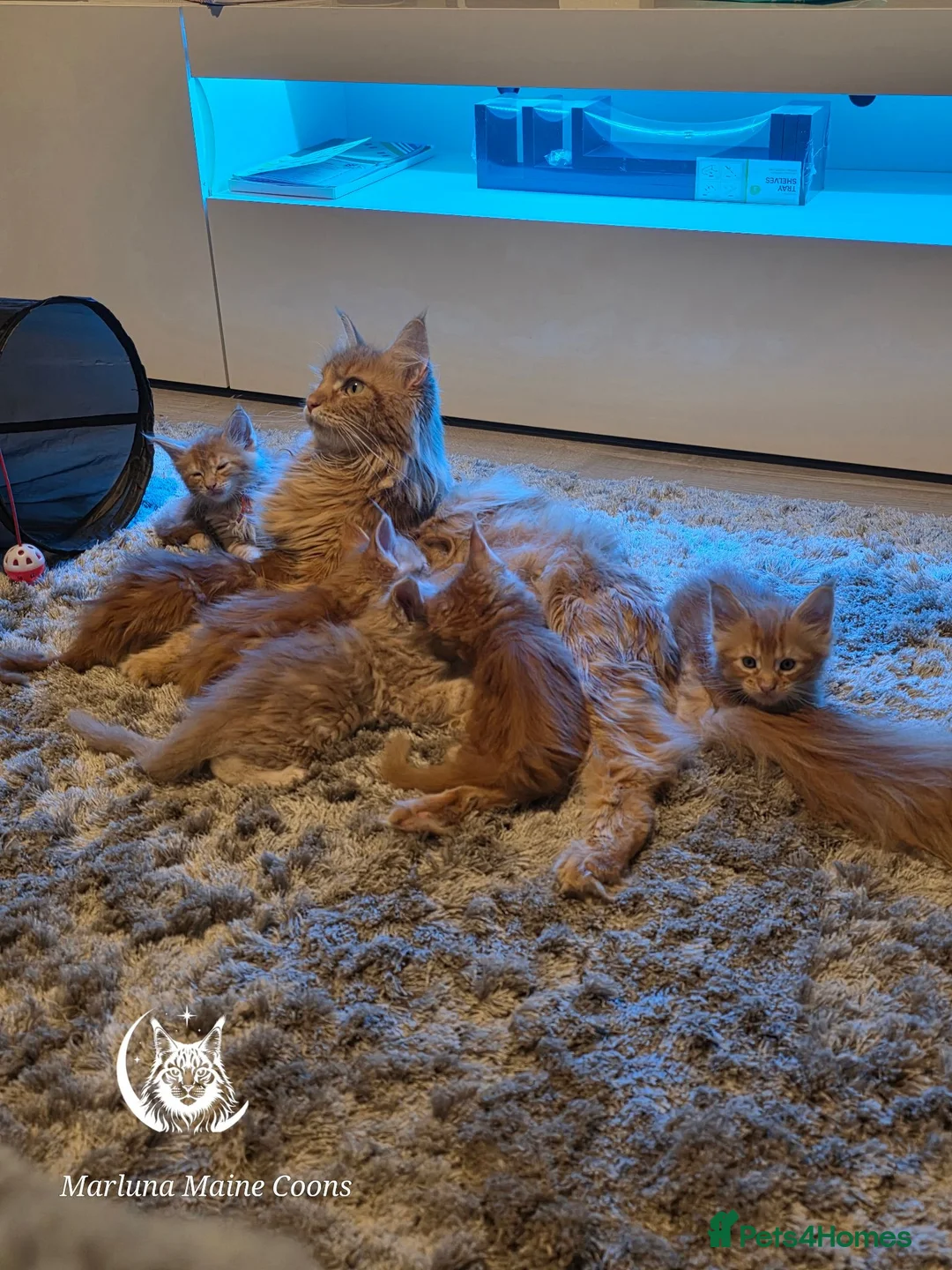 Maine Coon cats for sale: GCCF Registered Maine Coon Kittens  in Middlewich - Advert 2