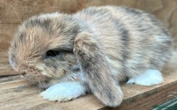 Mini Lop rabbits for sale: MINI LOP BUNNIES - pedigree  - Image 35