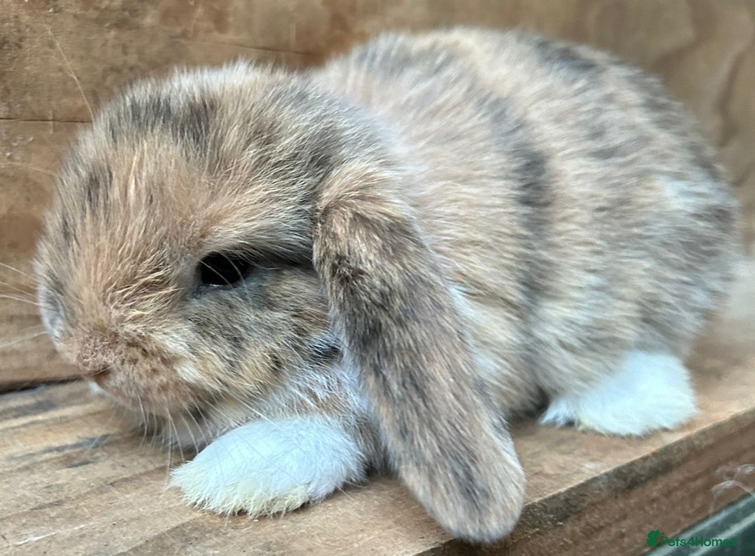 Mini Lop rabbits for sale: MINI LOP BUNNIES - pedigree  - Image 35