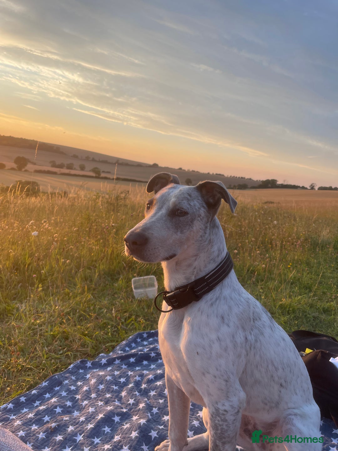 Mixed Breed dogs for sale: Australian cattle dog x whippet  - Advert 1