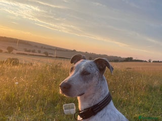 Mixed Breed dogs Australian cattle dog x whippet - Advert 2