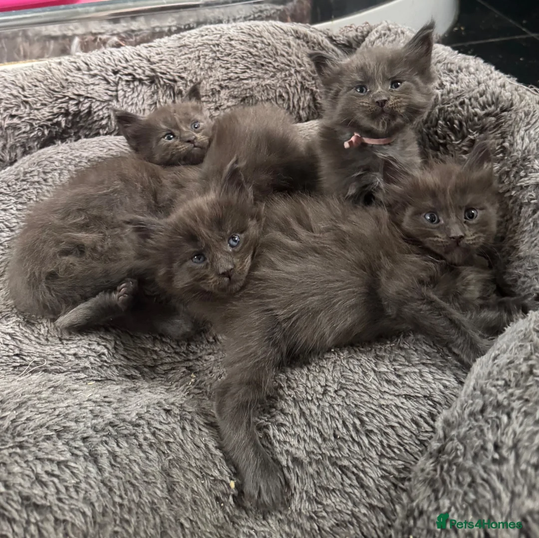 Maine Coon cats for sale: Stunning TICA GCCF Russian Blue Maine Coons - Advert 2