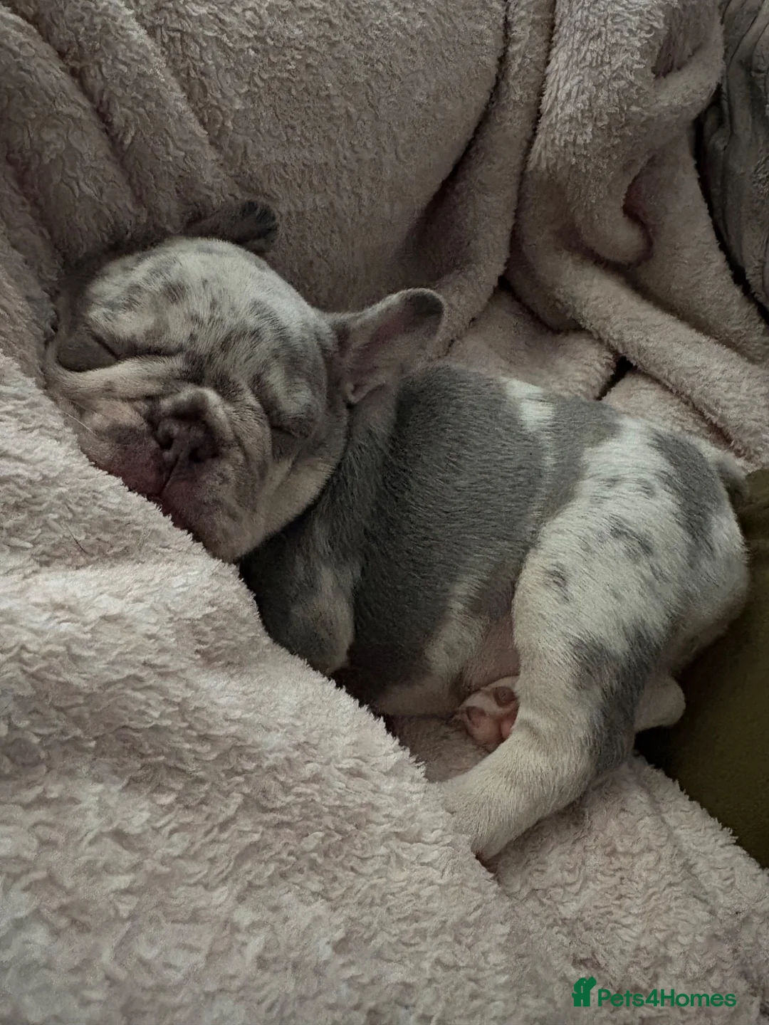 French Bulldog dogs for sale: 2x Frenchie girlies 💗New Champagne & Lilac Merle  - Advert 2