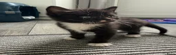 Mixed Breed cats for sale: 3 Kittens looking for homes! in Ilkeston - Advert 6