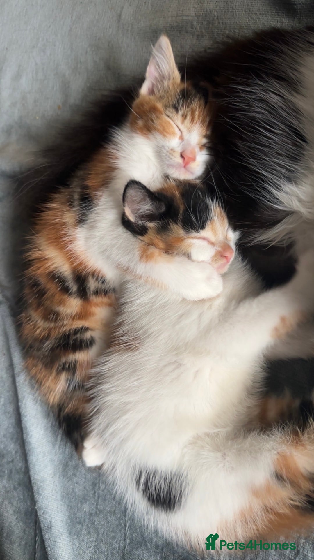 Domestic Shorthair cats for sale: semi long hair girl 9 weeks old/ price negotiable  - Image 2