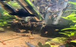 Angelfish fish for sale: Angelfish koi - Image 8