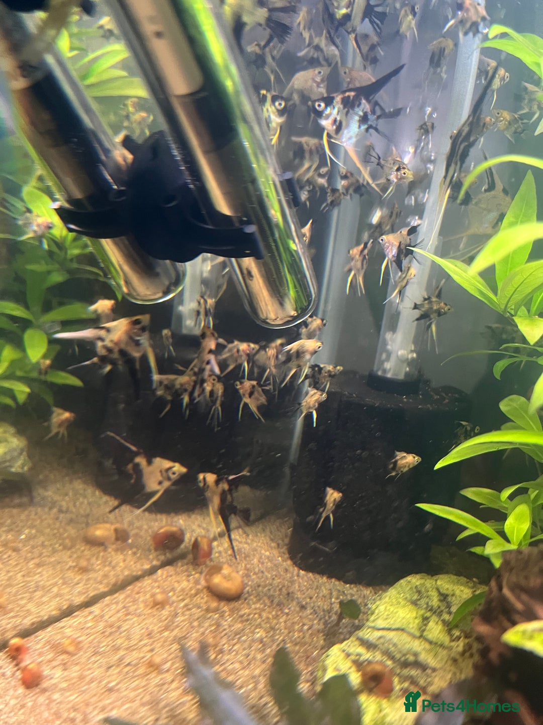 Angelfish fish for sale: Angelfish koi - Image 8