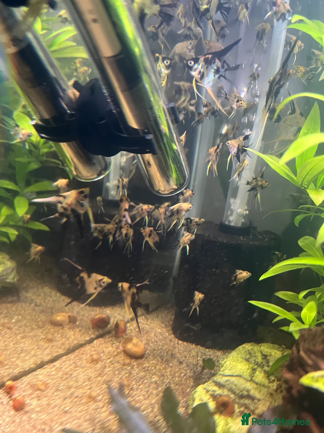 Angelfish fish for sale: Angelfish koi - Advert 8