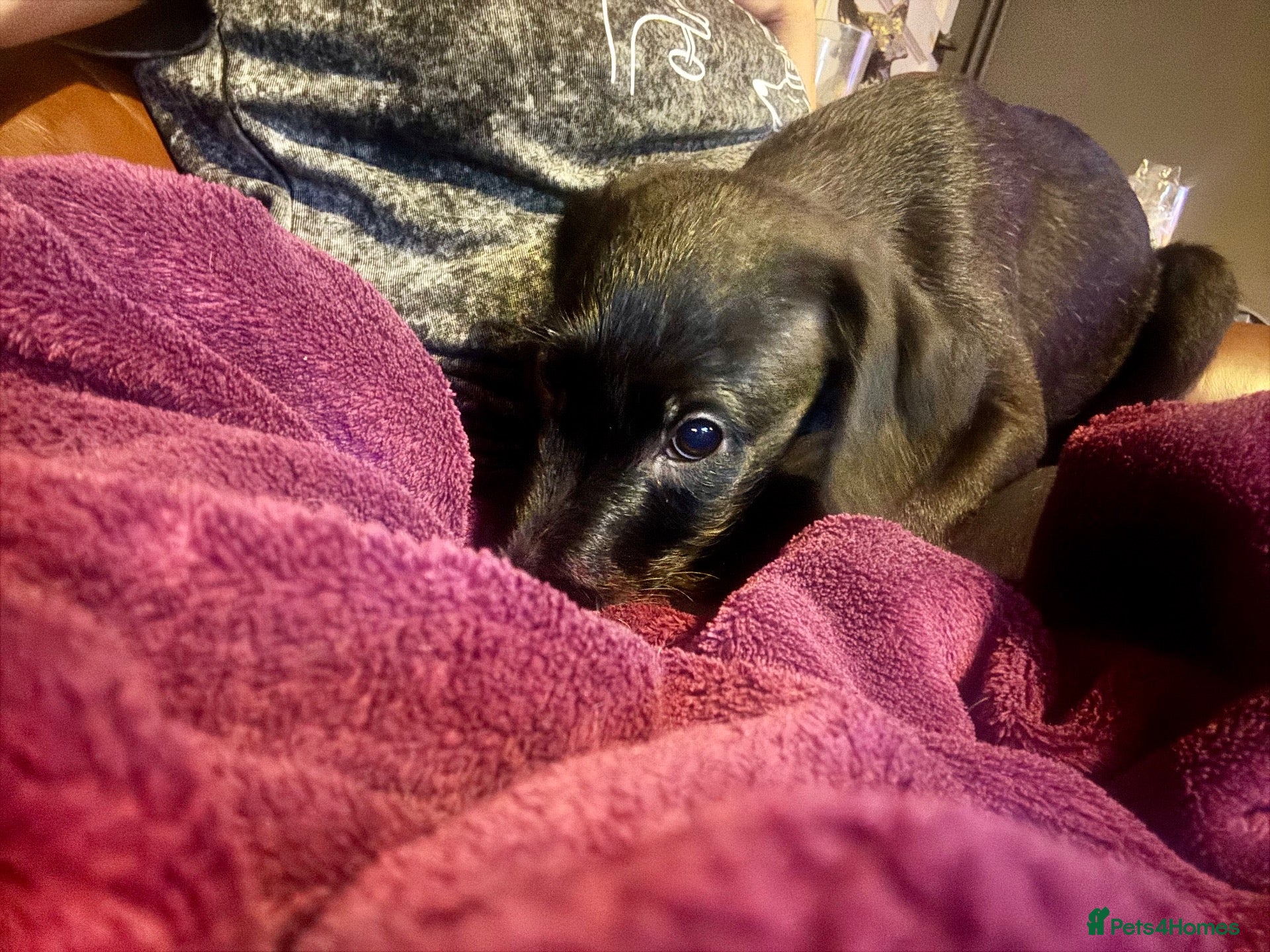 Mixed Breed dogs  Beautiful Whippet x Poodle pups LAST LITTLE BOY - Advert 1