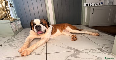 Saint Bernard dogs - Advert 4