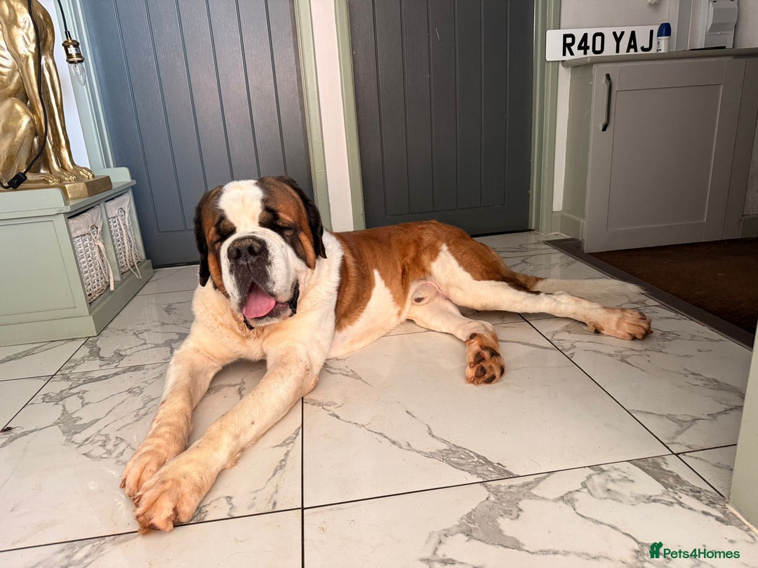 Saint Bernard dogs for sale: Saint Bernard looking for forever home - Image 3