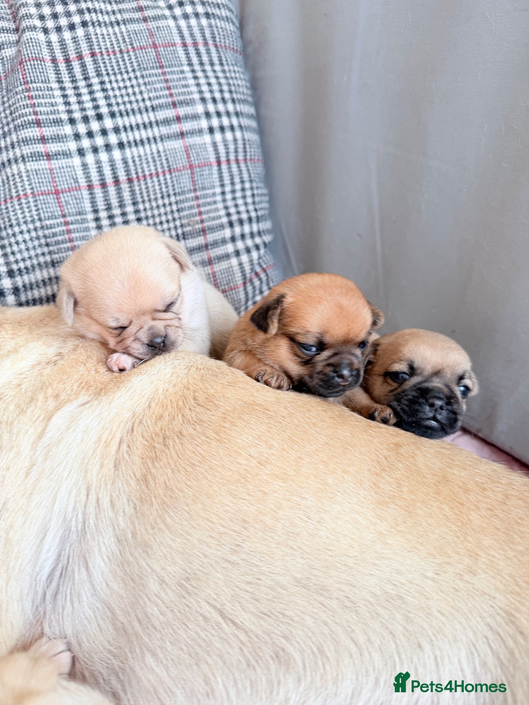Mixed Breed dogs for sale: Adorable Pug x Pomeranian Puppies  - Image 36