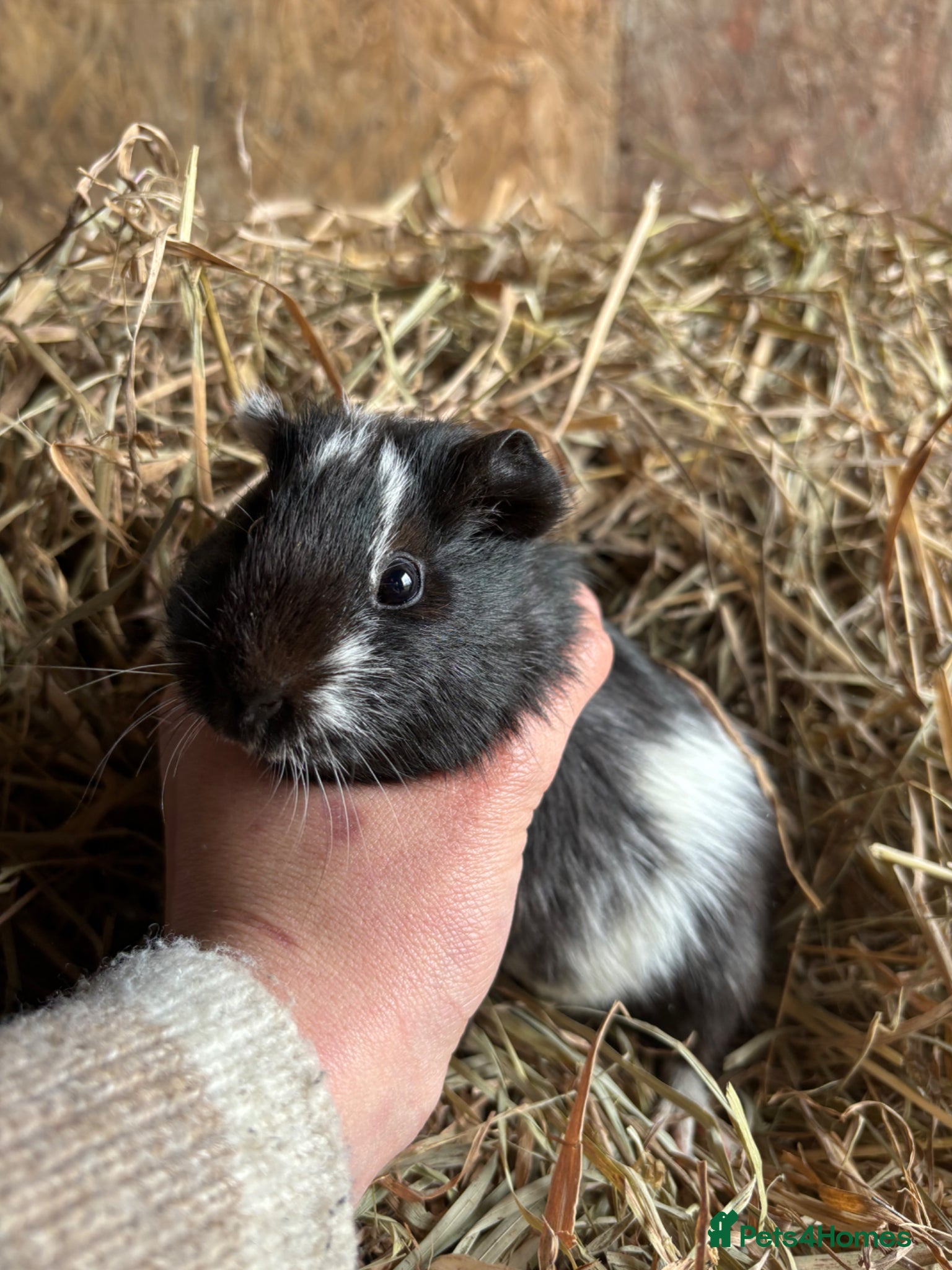 Guinea Pig rodents Friendly Young Guineapigs  - Advert 1