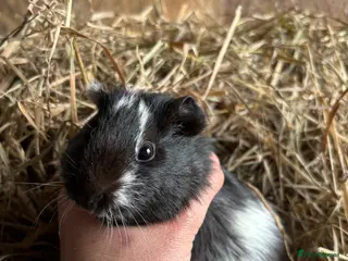 Guinea Pig rodents Friendly Young Guineapigs - Advert 1