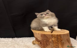 British Shorthair cats for sale: 💗 Gorgeous Full Pedigree BSH Trusted Breeder 💗 - Image 3