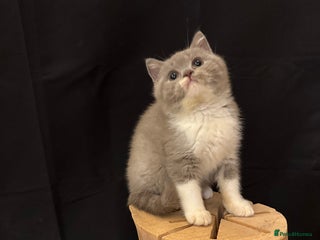 British Shorthair cats - Advert 28