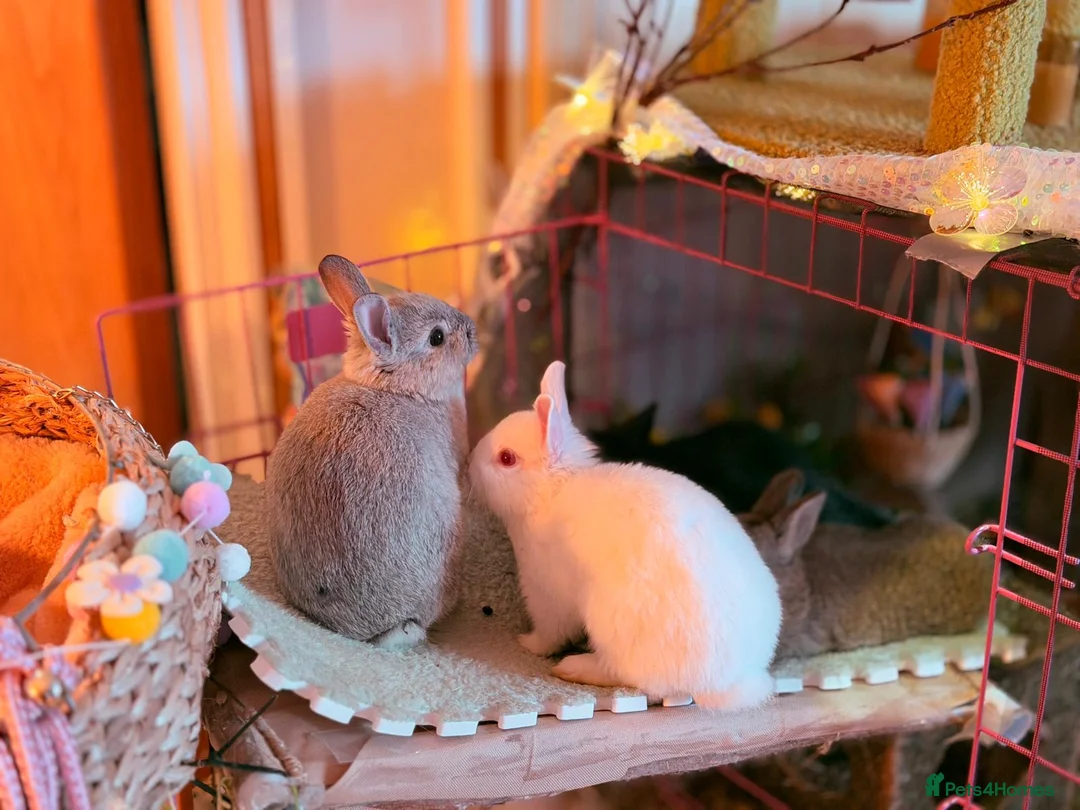 Netherland Dwarf rabbits for sale: Netherland Dwarf Bunnies Looking for a new home - Advert 7