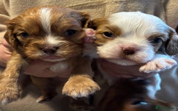 Cavalier King Charles Spaniel dogs for sale: Chocolate Cavalier Puppies  - Image 4