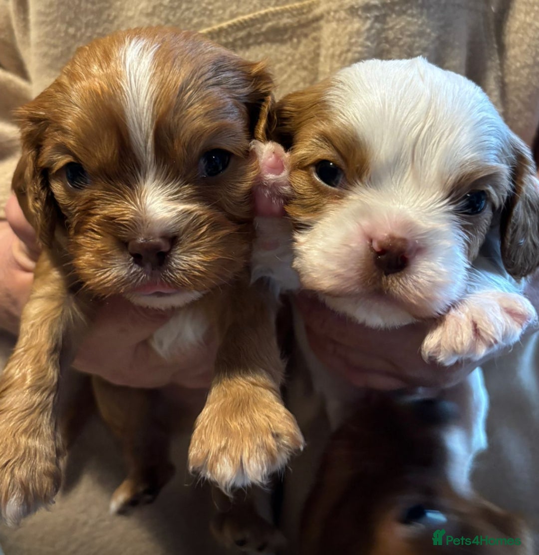 Cavalier King Charles Spaniel dogs for sale: Chocolate Cavalier Puppies  - Image 4