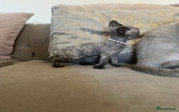 Devon Rex cats for sale: Two Adorable Devon Rex Kittens 💙🩷 - Image 18