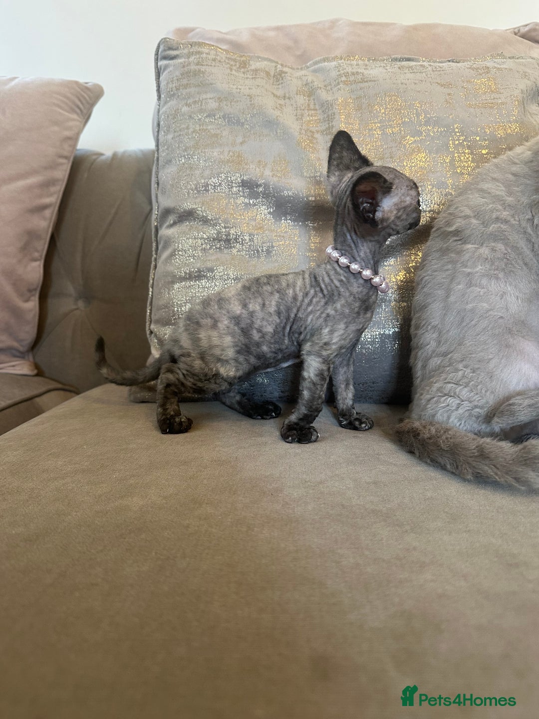 Devon Rex cats for sale: Two Adorable Devon Rex Kittens 💙🩷 - Image 18