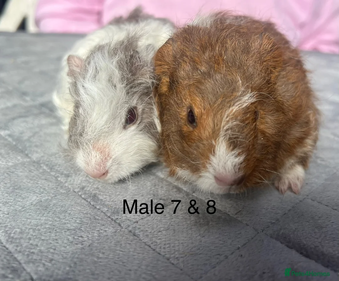Guinea Pig rodents for sale: Baby guinea pigs for sale  - Advert 2