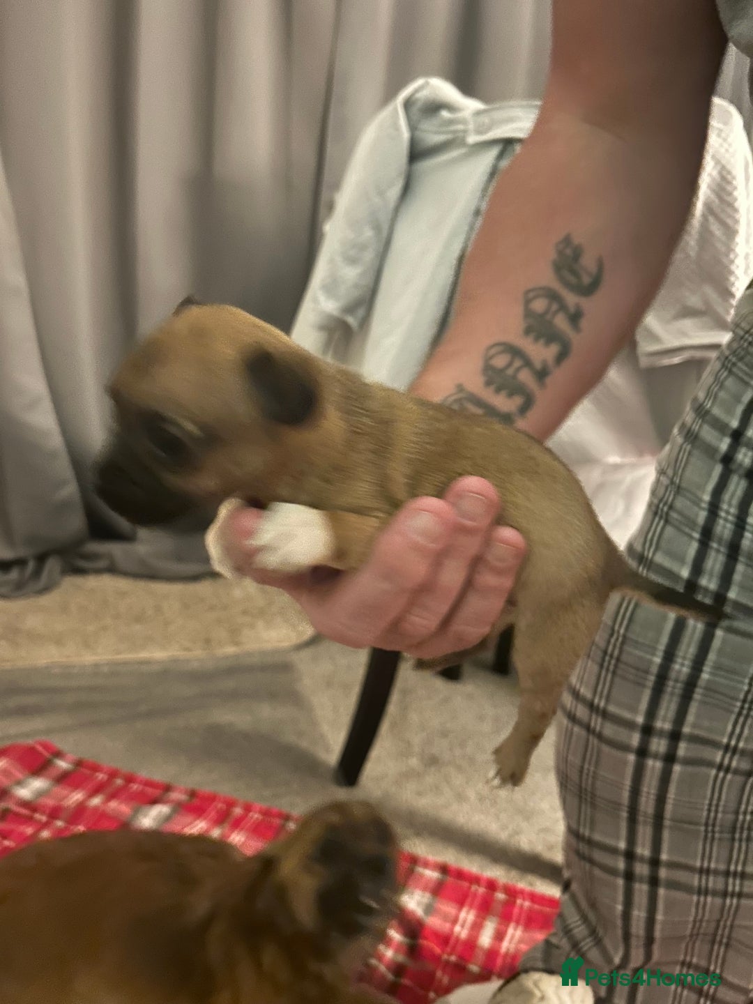 Mixed Breed dogs for sale: Chihuahua x terrier  - Advert 4