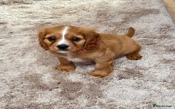 Cockalier dogs for sale: Gorgeous Cockalier Puppies… - Image 7