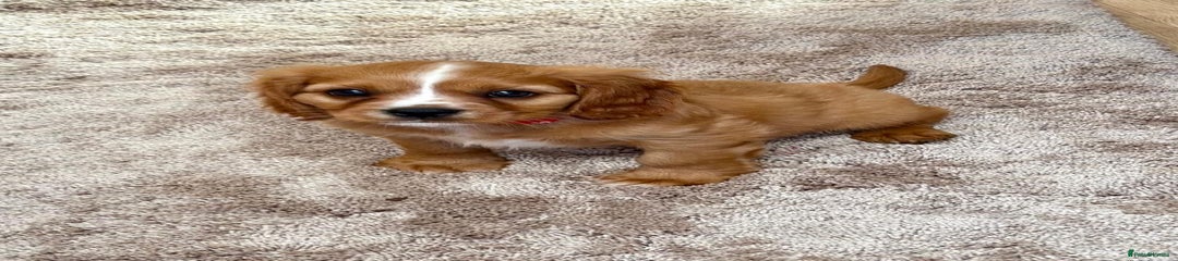 Cockalier Puppy 1