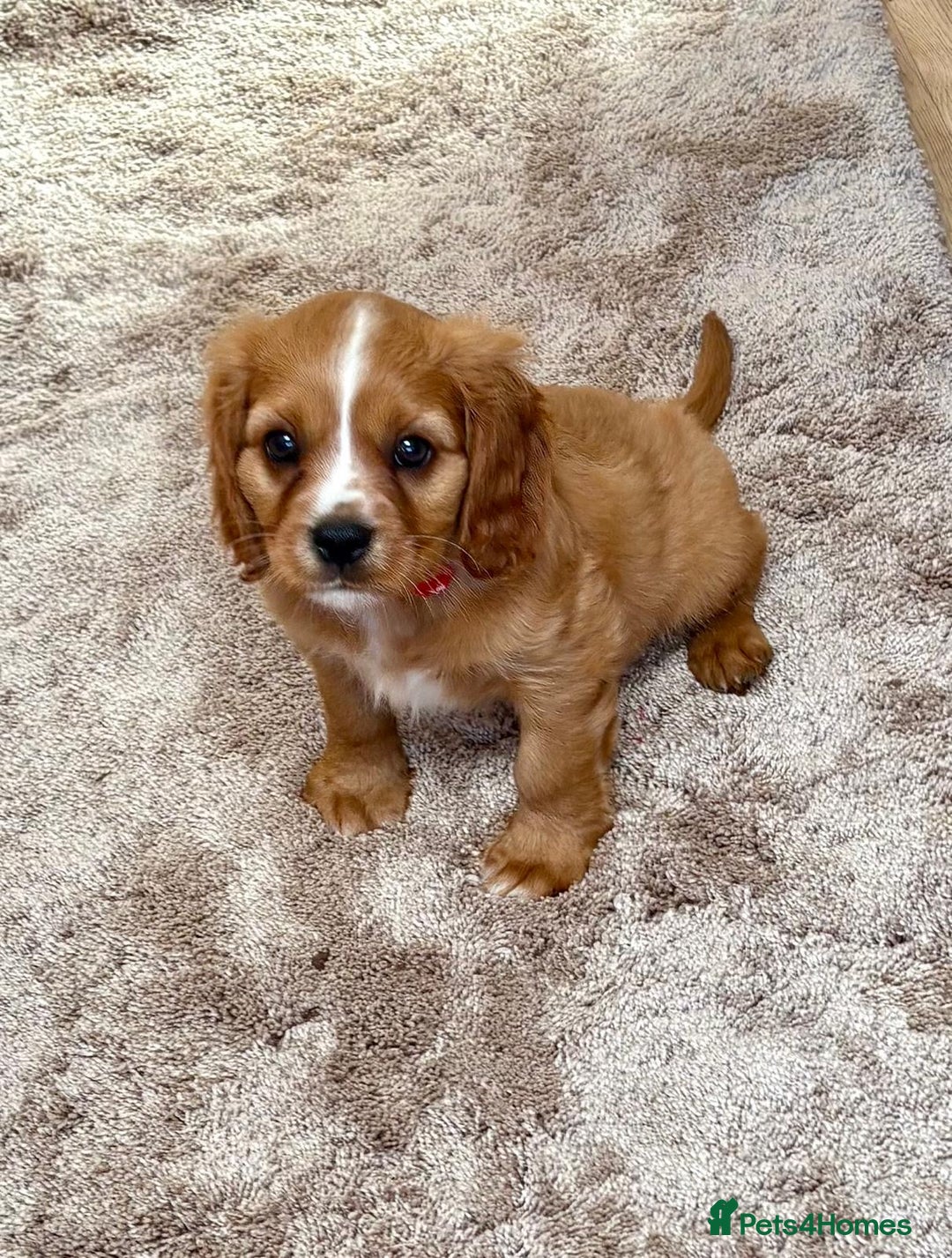 Cockalier dogs for sale: Gorgeous Cockalier Puppies… - Image 7
