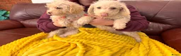 Mixed Breed dogs for sale: Border Terrier X Miniature Poodle puppies  - Advert 8
