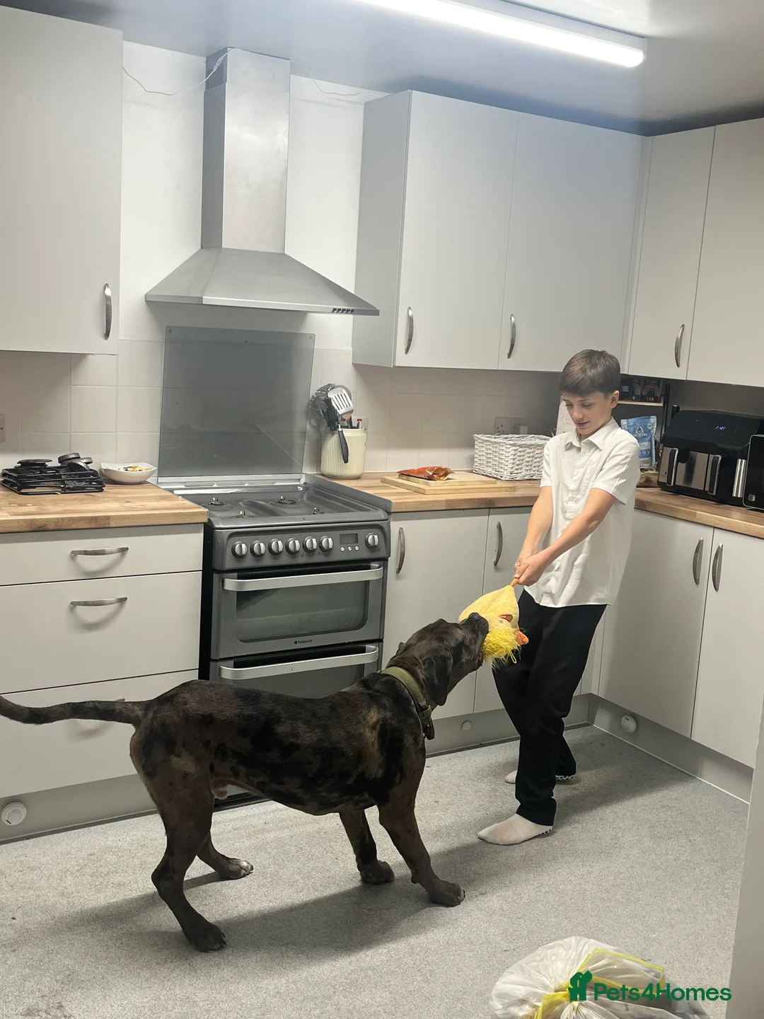 Mixed Breed dogs for sale: Cane Corso Merle male  - Advert 9