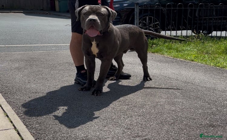 Cane Corso dogs - Advert 3