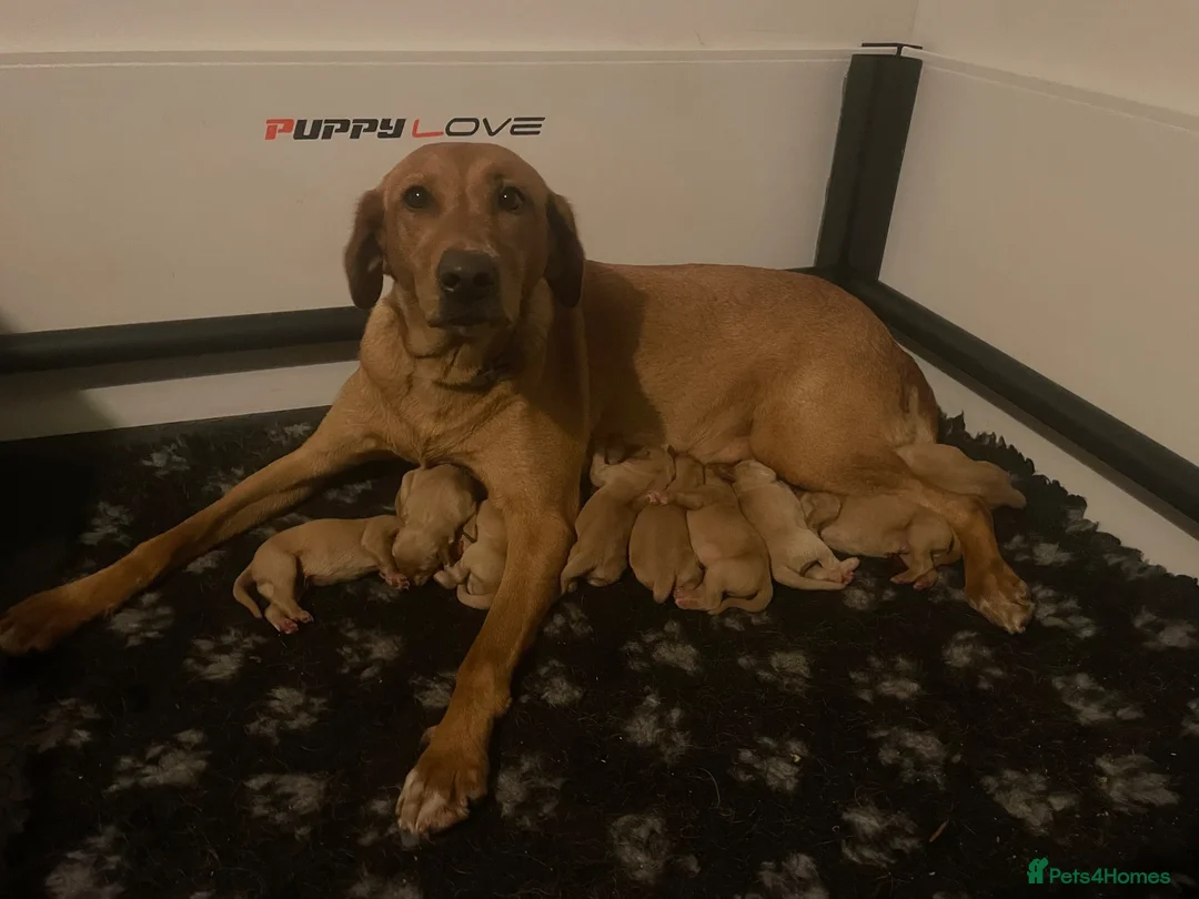 Labrador Retriever dogs for sale: Fox red lab puppies  - Advert 1