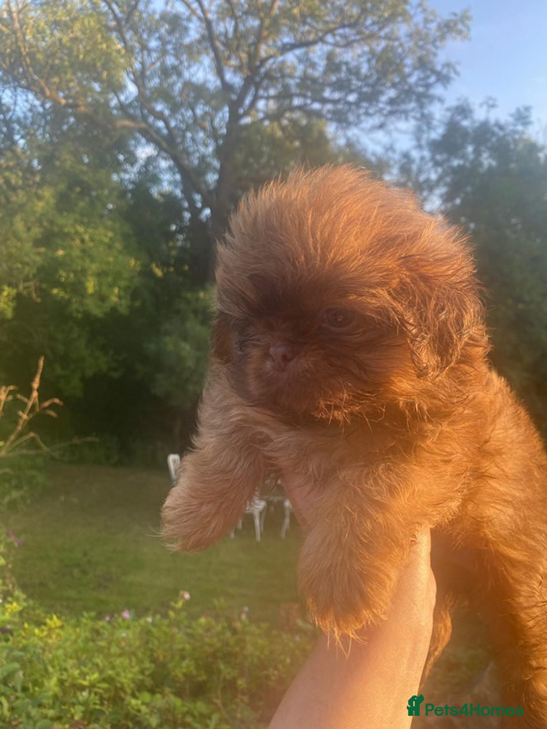 Malshi dogs for sale: Malshi- teddy bears - Image 2